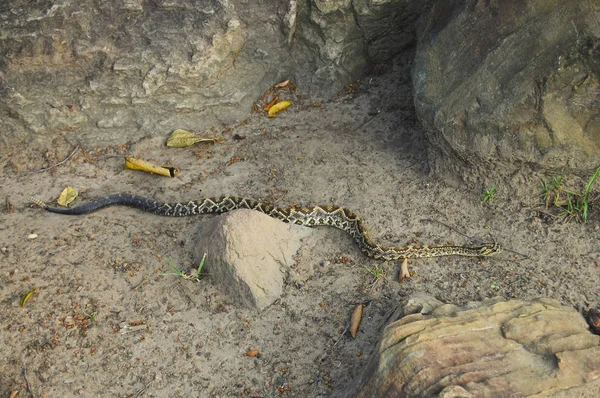 Wild Venomous Rattlesnake Венесуэла — стоковое фото