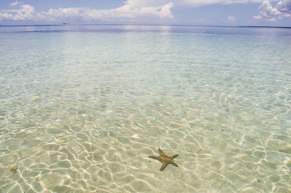 Estrella Mar Aguas Poco Profundas Zanzíbar Tanzania Imagen De Stock