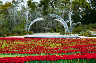 Yapay Poppies Kings Park - Perth - Avustralya