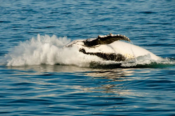 Humpback Whale Exmouth Australia — Stock Photo, Image