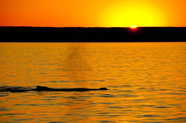 Humpback Whale Sunset Exmouth Australia — Stock Photo, Image