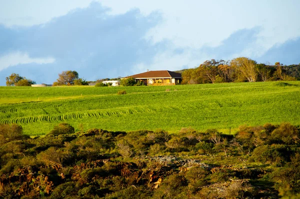 Campo Grano Nel Mid West Australia Occidentale — Foto Stock