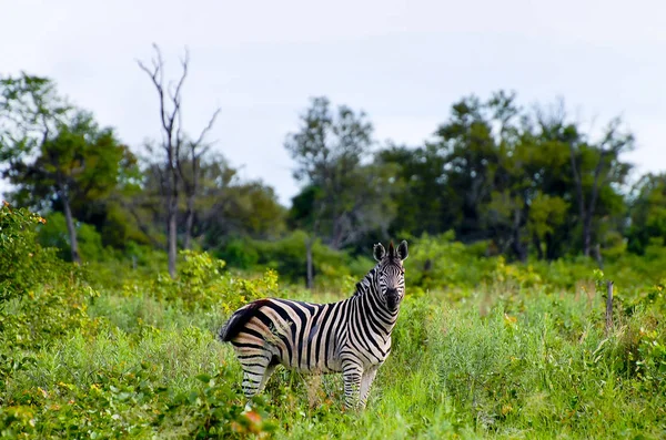 Zebra Delta Okavango Botsuana — Fotografia de Stock