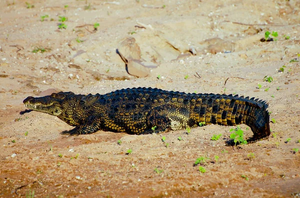Krokodil Chobe Nationalpark Botswana — Stockfoto