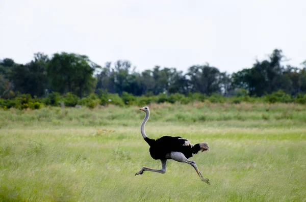 Afrikansk Struts Okavango Delta Botswana — Stockfoto