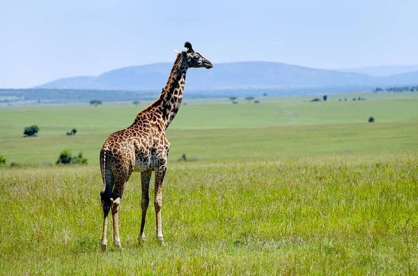 Girafa Masai Mara Quénia — Fotografia de Stock