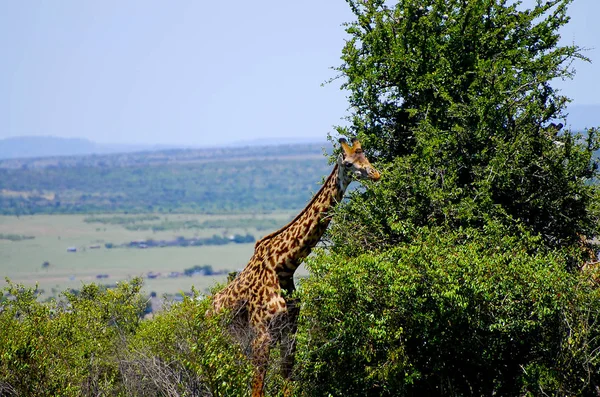 Καμηλοπάρδαλη Masai Mara Κένυα — Φωτογραφία Αρχείου