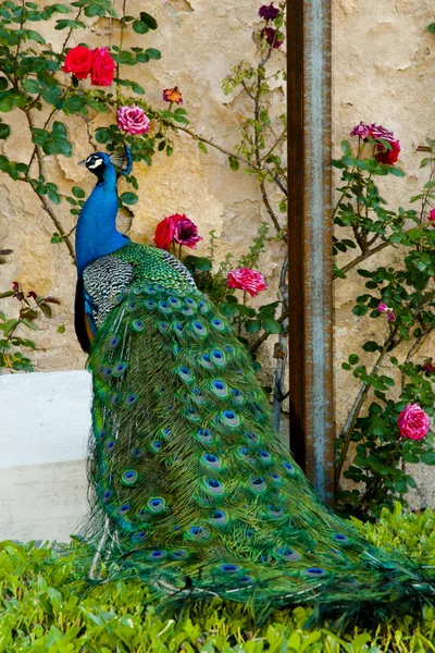 Peacock Ronda Spain — Stock Photo, Image