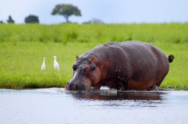 Hippopotamus - Chobe National Park - Botswana clipart