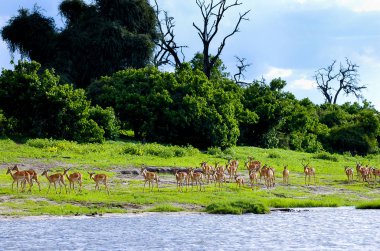 İmpalas - Chobe Ulusal Park - Botsvana