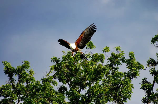 Águila Pescadora Africana Parque Nacional Chobe Botswana —  Fotos de Stock