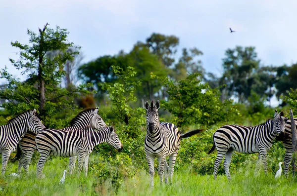 Zebrák Okavango Delta Botswana — Stock Fotó