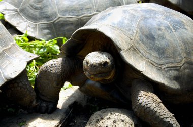 Dev kaplumbağa - Galapagos - Ekvador