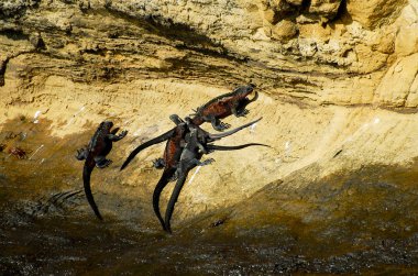 Deniz Iguanas - Galapagos - Ekvador