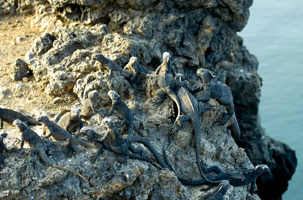 Iguanas Marinhas Galápagos Equador — Fotografia de Stock