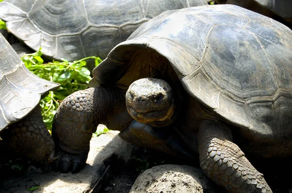 巨型龟 加拉帕戈斯 厄瓜多尔 — 图库照片