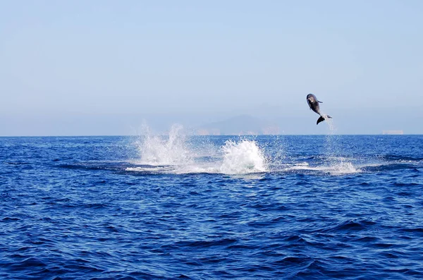 Дикий Дельфин Галапагосские Острова Эквадор — стоковое фото