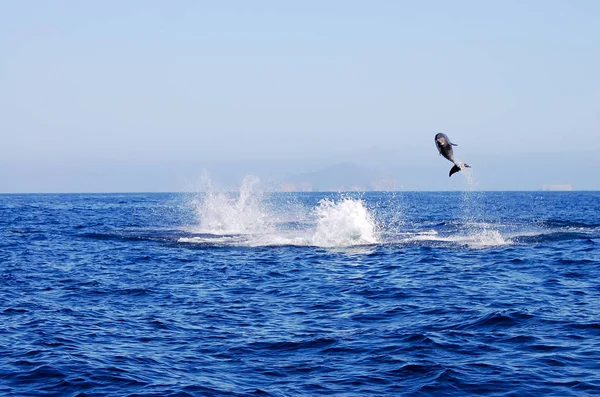 Dauphin Sauvage Galapagos Équateur — Photo