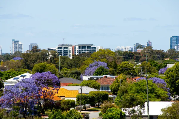 Jacaranda Δέντρα Ανθίζει Περθ Αυστραλία — Φωτογραφία Αρχείου