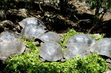 Dev kaplumbağa - Galapagos - Ekvador