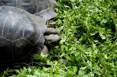 Dev kaplumbağa - Galapagos - Ekvador