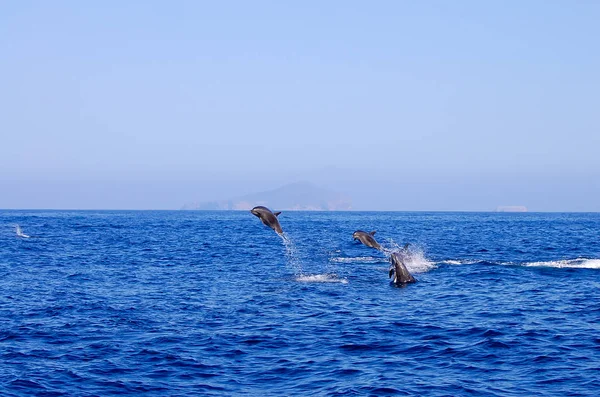 Dzikie Delfiny Galapagos Ekwador — Zdjęcie stockowe