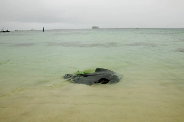 Stingray Kavalcısı Bay Batı Avustralya — Stok fotoğraf