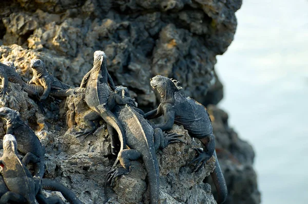 Marine Iguanas Galapagos Ecuador — Stock Photo, Image