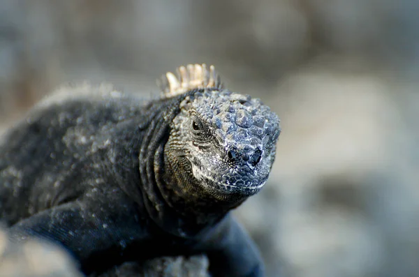 Mořské Leguány Galapágy Ekvádor — Stock fotografie