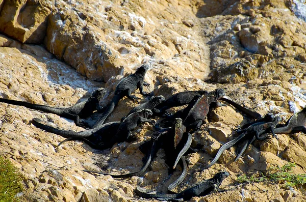 Marine Iguanas Galapagos Ecuador — Stock Photo, Image