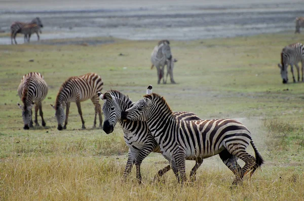 Luta Zebras Cratera Ngorongoro Tanzânia — Fotografia de Stock