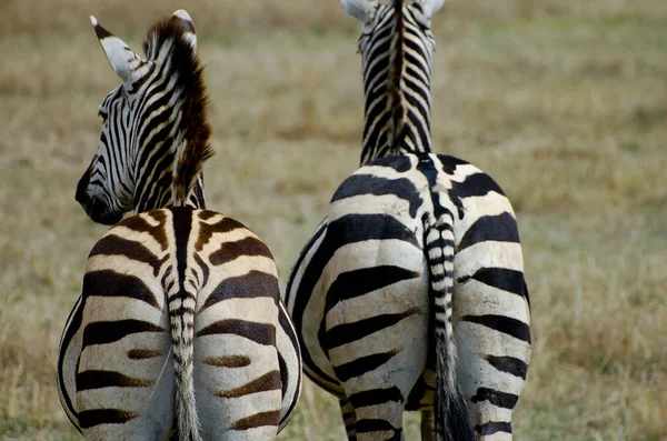 Luta Zebras Cratera Ngorongoro Tanzânia — Fotografia de Stock