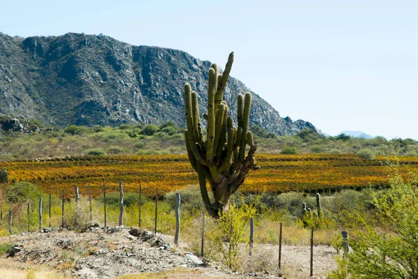 Cardon Cactus Cafayate Аргентина — стоковое фото