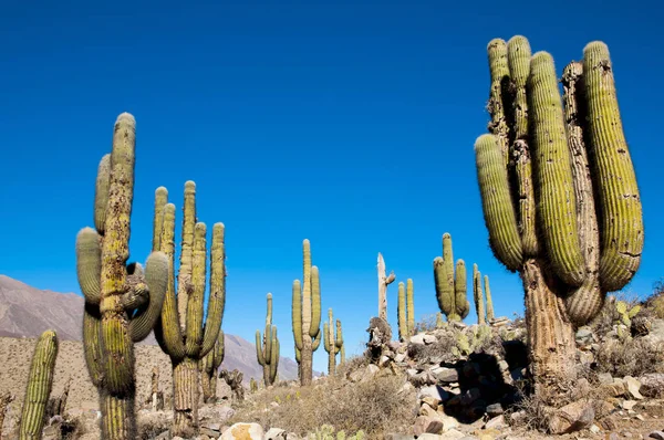 Cardon Cactii Аргентине — стоковое фото