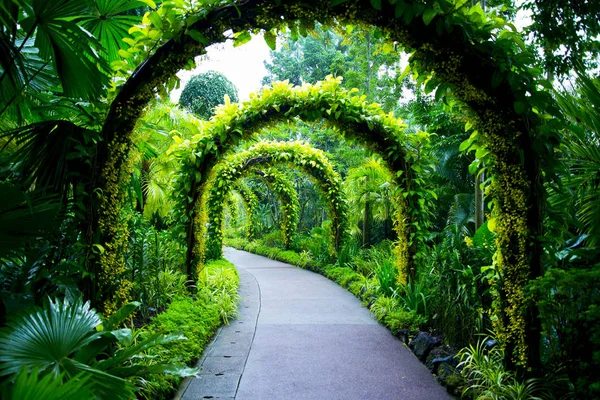 Jardín Nacional Orquídeas Singapur — Foto de Stock