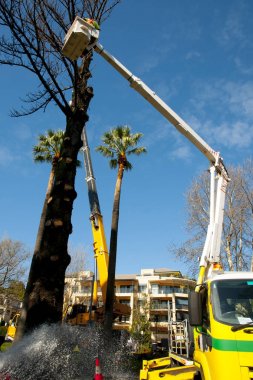 Kova asansörde Felling ağaç