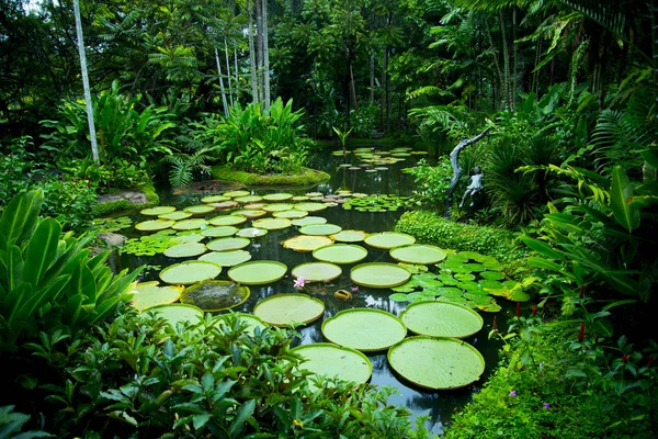 Lily Pads in Singapore Botanic Gardens