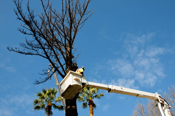 Дерево рубки в ведро лифта
