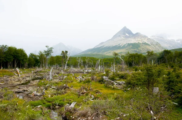 Parque Nacional Tierra Del Fuego Argentina — Fotografia de Stock