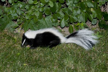 Bir Backyard Veranda içinde Kokarca