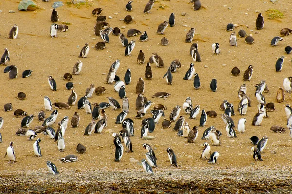 Pinguins Ilha Magdalena Chile — Fotografia de Stock
