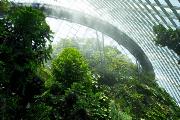 Bulut Ormanı Singapur Şehri — Stok fotoğraf