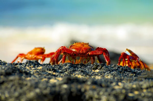 Sally Lightfoot Crabs Galápagos Equador — Fotografia de Stock