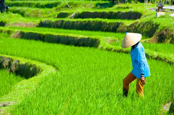 Рисовые Террасы Джатилуви Бали Индонезия — стоковое фото