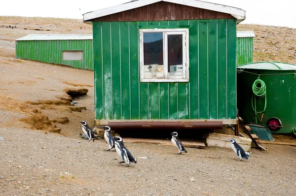 Pinguins Ilha Magdalena Chile — Fotografia de Stock