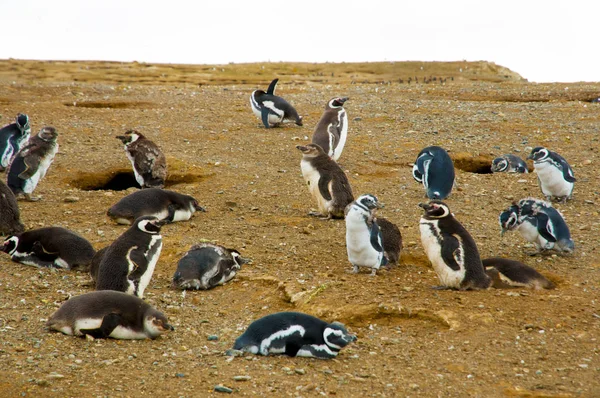 Pinguins Ilha Magdalena Chile — Fotografia de Stock