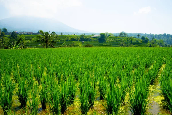 Terrazas Arroz Jatiluwih Bali Indonesia —  Fotos de Stock