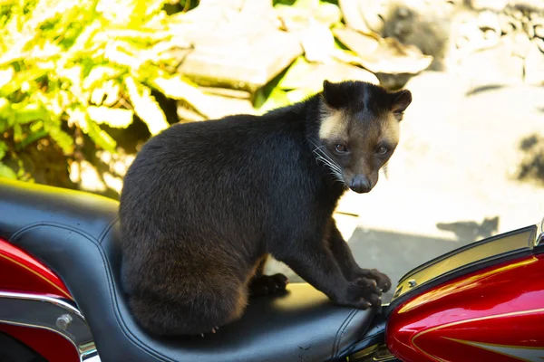 Civet Palmier Asiatic Luwak Indonezia — Fotografie, imagine de stoc