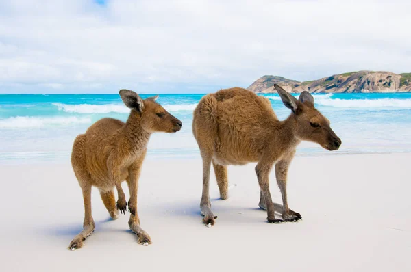 Kenguruk Szerencsés Bay Cape Grand National Park Ausztrália — Stock Fotó