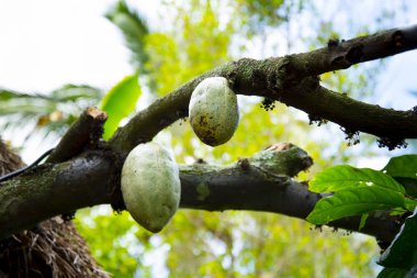 Cocoa Pods on a Tree
